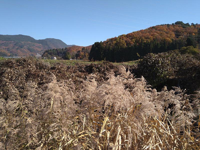 市越近隣　紅葉.JPG