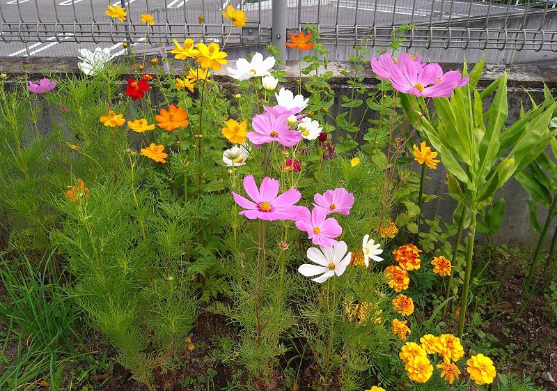 園芸クラブ 入居者さんの声に励まされ 今年は色んな草花植えてみました 愛日荘