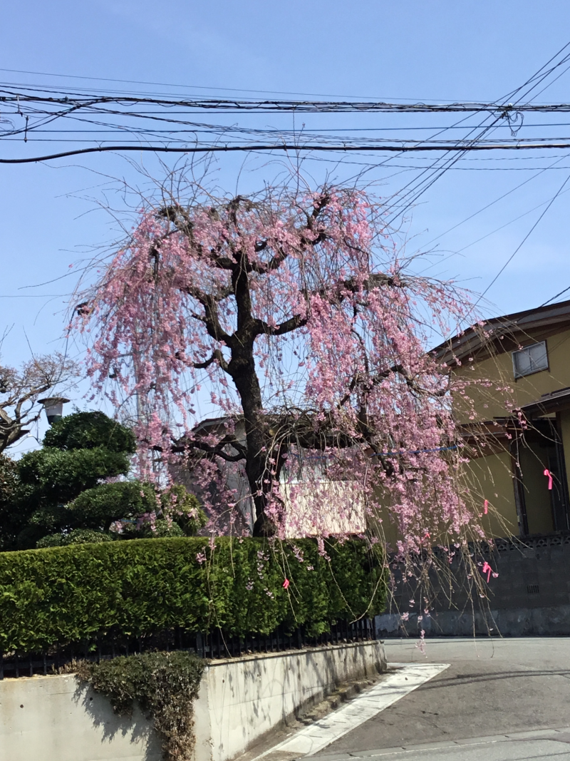 IMG_0216桜5.png