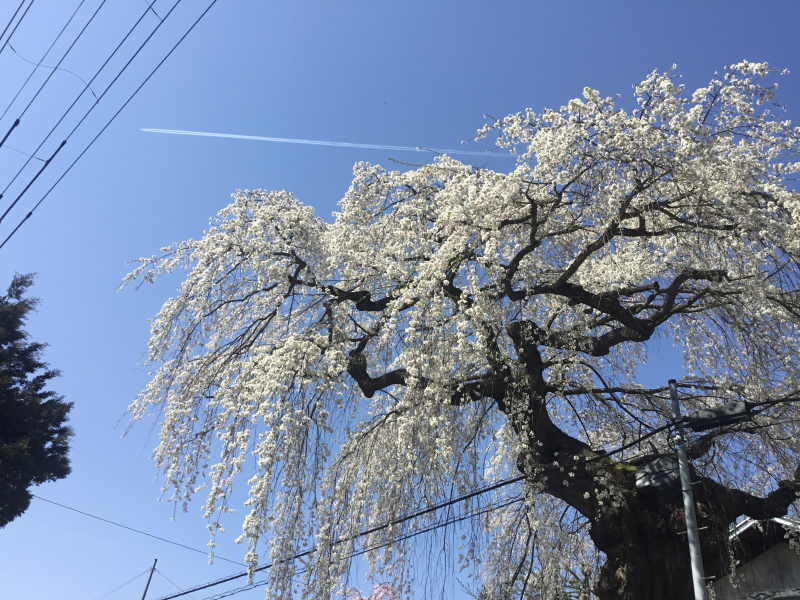 IMG_0218桜2.png