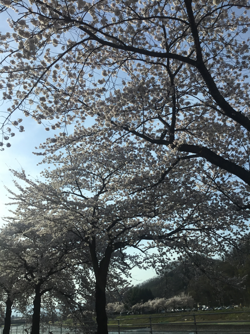 IMG_0214桜1.png