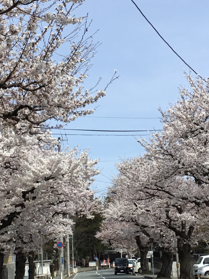 IMG_0217桜6.png